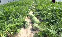 金乡最新大瓜爆料,最新大瓜爆料揭秘惊人内幕